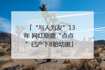 “与人为友”13年 网红麋鹿“点点”已产下8胎幼崽
