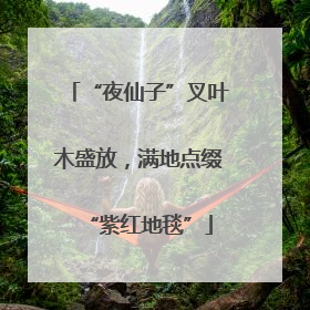 “夜仙子”叉叶木盛放，满地点缀“紫红地毯”