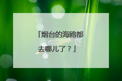 烟台的海鸥都去哪儿了？
