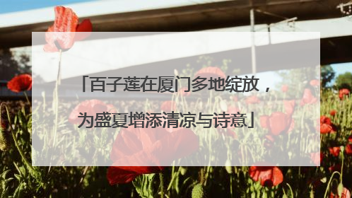 百子莲在厦门多地绽放，为盛夏增添清凉与诗意