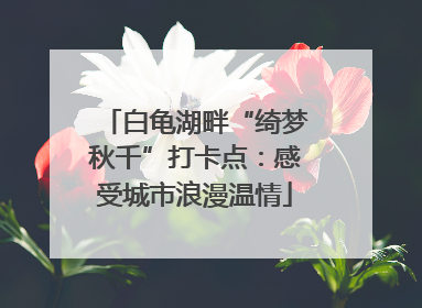 白龟湖畔“绮梦秋千”打卡点：感受城市浪漫温情