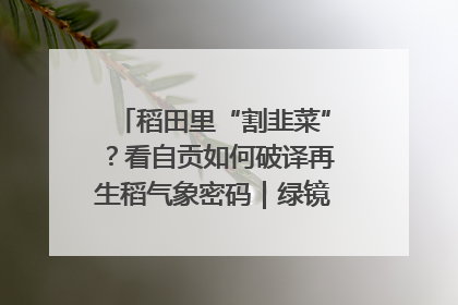 稻田里“割韭菜”？看自贡如何破译再生稻气象密码｜绿镜头·发现中国
