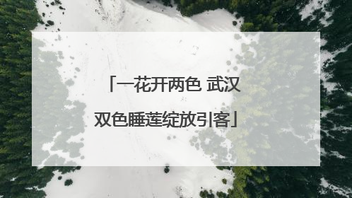 一花开两色 武汉双色睡莲绽放引客