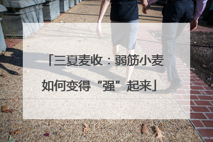 三夏麦收：弱筋小麦如何变得“强”起来