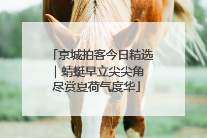 京城拍客今日精选｜蜻蜓早立尖尖角 尽赏夏荷气度华