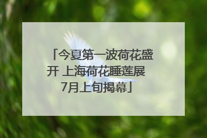 今夏第一波荷花盛开 上海荷花睡莲展7月上旬揭幕