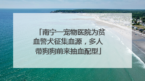 南宁一宠物医院为贫血警犬征集血源，多人带狗狗前来抽血配型