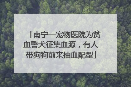 南宁一宠物医院为贫血警犬征集血源，有人带狗狗前来抽血配型