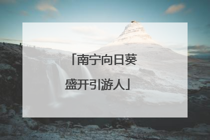 南宁向日葵盛开引游人