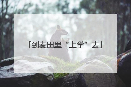 到麦田里“上学”去