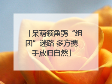 呆萌领角鸮“组团”迷路 多方携手放归自然