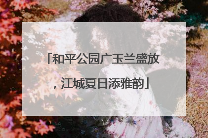 和平公园广玉兰盛放，江城夏日添雅韵