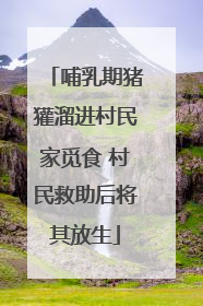 哺乳期猪獾溜进村民家觅食 村民救助后将其放生