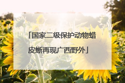 国家二级保护动物蜡皮蜥再现广西野外