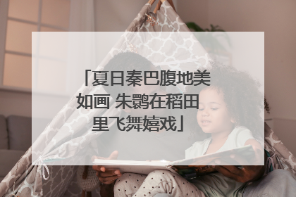 夏日秦巴腹地美如画 朱鹮在稻田里飞舞嬉戏