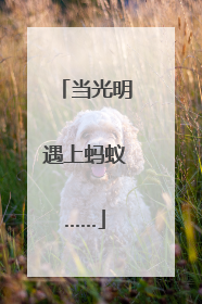 当光明遇上蚂蚁……