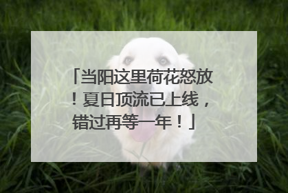 当阳这里荷花怒放！夏日顶流已上线，错过再等一年！