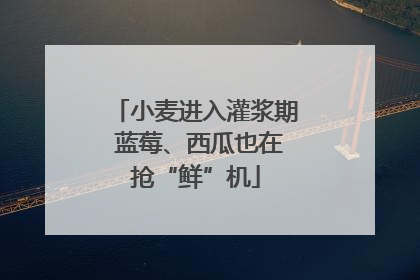 小麦进入灌浆期 蓝莓、西瓜也在抢“鲜”机