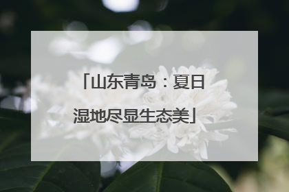 山东青岛：夏日湿地尽显生态美