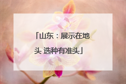 山东：展示在地头 选种有准头