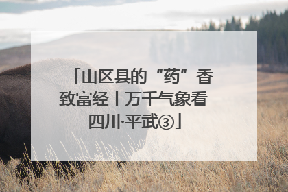 山区县的“药”香致富经丨万千气象看四川·平武③