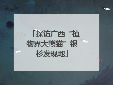 探访广西“植物界大熊猫”银杉发现地