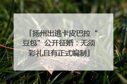 扬州出逃卡皮巴拉“豆包”公开征婚：无须彩礼且有正式编制
