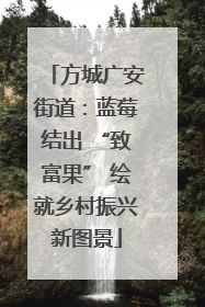 方城广安街道：蓝莓结出 “致富果” 绘就乡村振兴新图景
