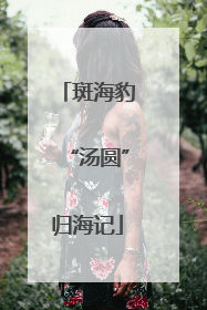 斑海豹“汤圆”归海记
