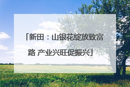 新田：山银花绽放致富路 产业兴旺促振兴
