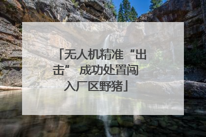 无人机精准“出击” 成功处置闯入厂区野猪