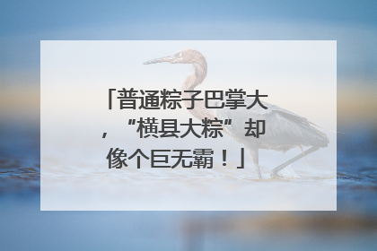 普通粽子巴掌大，“横县大粽”却像个巨无霸！
