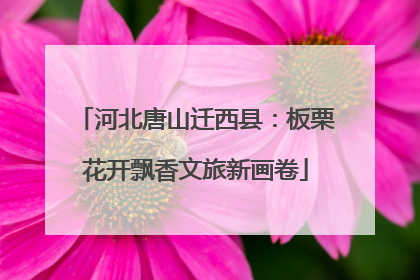 河北唐山迁西县：板栗花开飘香文旅新画卷