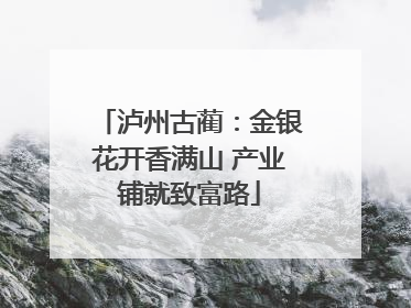 泸州古蔺：金银花开香满山 产业铺就致富路
