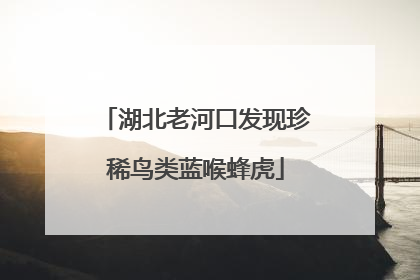 湖北老河口发现珍稀鸟类蓝喉蜂虎