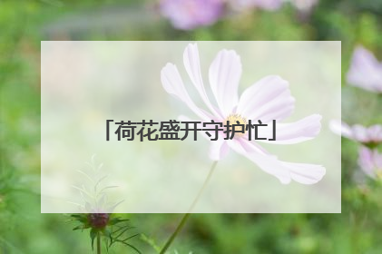 荷花盛开守护忙