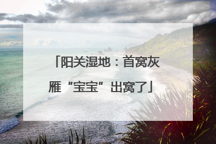 阳关湿地：首窝灰雁“宝宝”出窝了