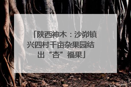 陕西神木：沙峁镇兴四村千亩杂果园结出“杏”福果