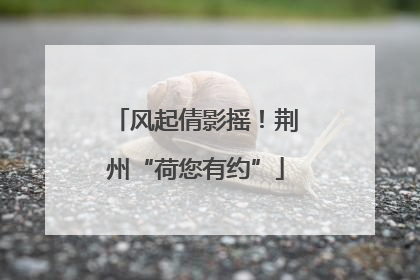 风起倩影摇！荆州“荷您有约”